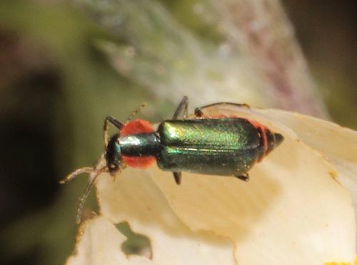 Clanoptilus abdominalis